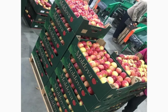 Пропонуються яблука від виробника, обсяг від 20 тонн- фото № 15