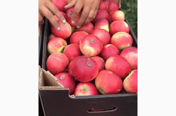 Пропонуються яблука від виробника, обсяг від 20 тонн- фото № 14