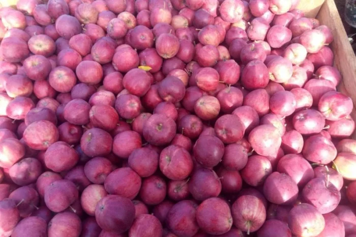 Пропонуються яблука від виробника, обсяг від 20 тонн- фото № 13