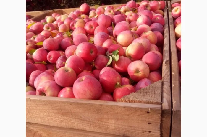 Пропонуються яблука від виробника, обсяг від 20 тонн- фото № 11