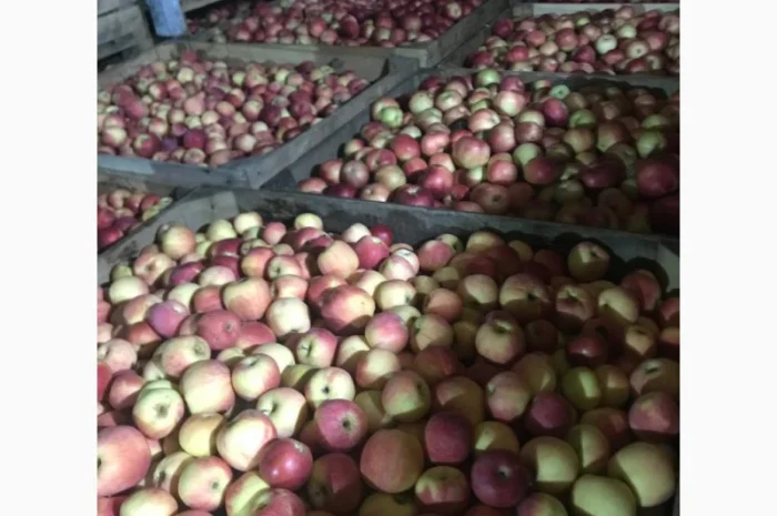 Пропонуються яблука від виробника, обсяг від 20 тонн- фото № 10