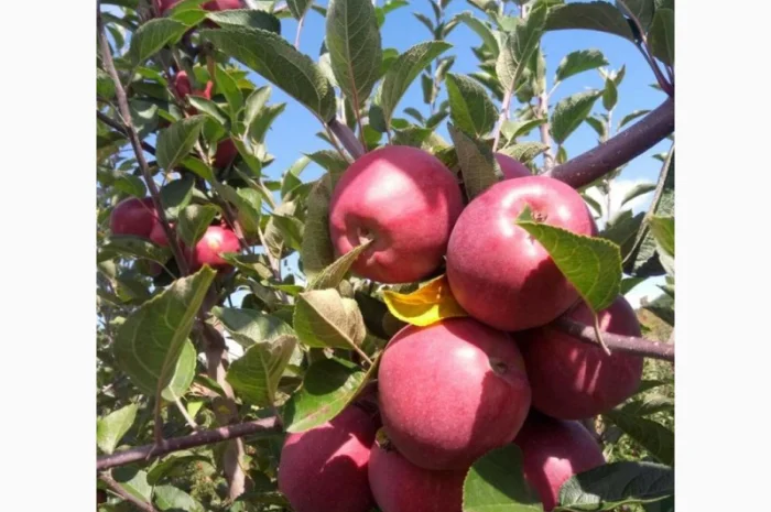 Пропонуються яблука від виробника, обсяг від 20 тонн- фото № 7