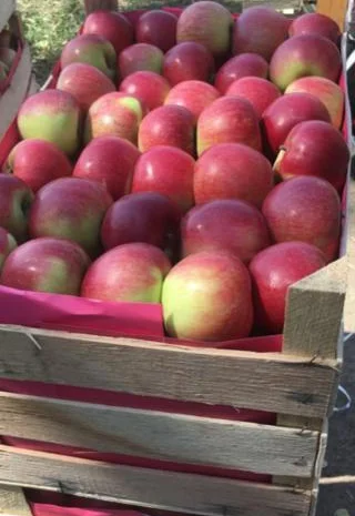 Пропонуються яблука від виробника, обсяг від 20 тонн- фото № 4