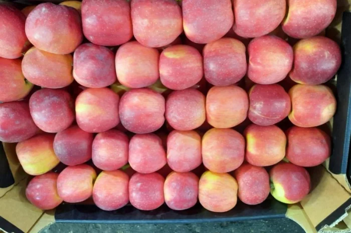 Продам яблоки от произодителя от 20 тонн- фото № 20