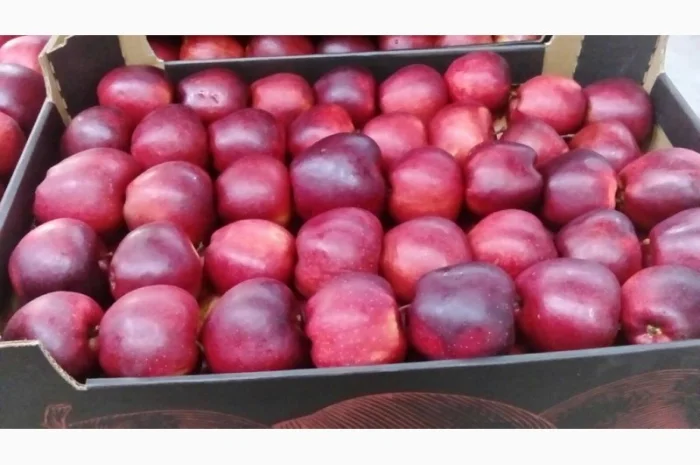 Продам яблоки от произодителя от 20 тонн- фото № 19