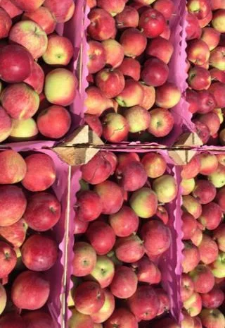 Продам яблоки от произодителя от 20 тонн- фото № 17