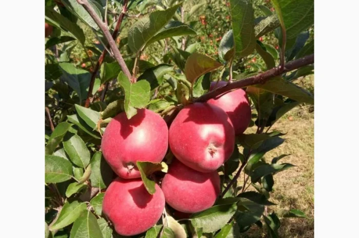 Продам яблоки от произодителя от 20 тонн- фото № 12