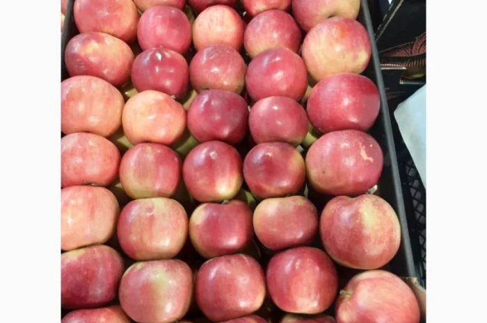 Продам яблоки от произодителя от 20 тонн- фото № 8