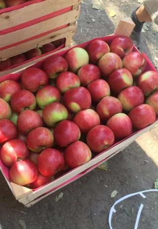 Продам яблоки от произодителя от 20 тонн- фото № 6