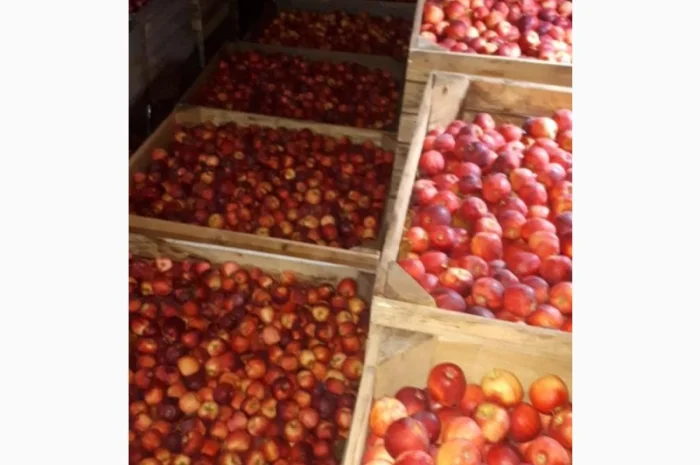 Продам яблоки от произодителя от 20 тонн- фото № 5