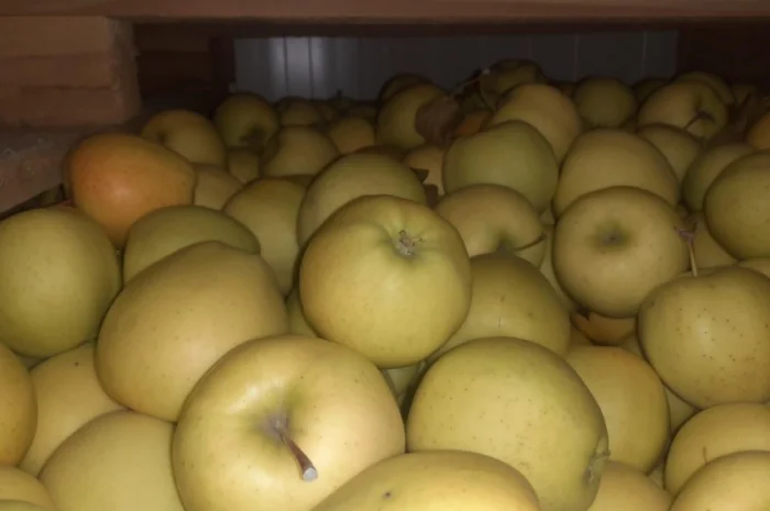 Продам яблоки от произодителя от 20 тонн- фото № 3