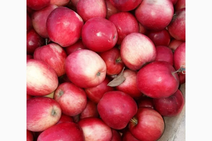 У меня есть покупатели в разных странах на яблоки разных сортов- фото № 1