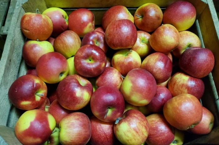 У меня есть покупатели в разных странах на яблоки разных сортов- фото № 3