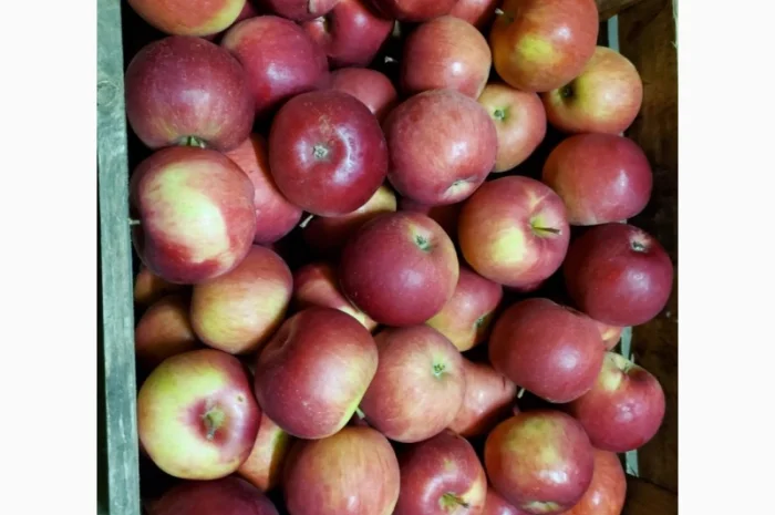 Покупаем яблоки разных сортов оптом- фото № 4