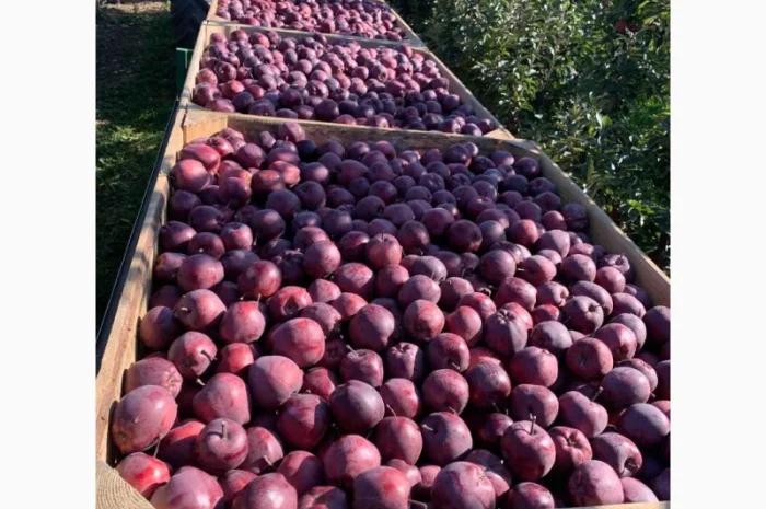 Покупаем яблоки разных сортов оптом- фото № 6