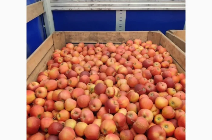 Покупаем яблоки разных сортов оптом- фото № 7