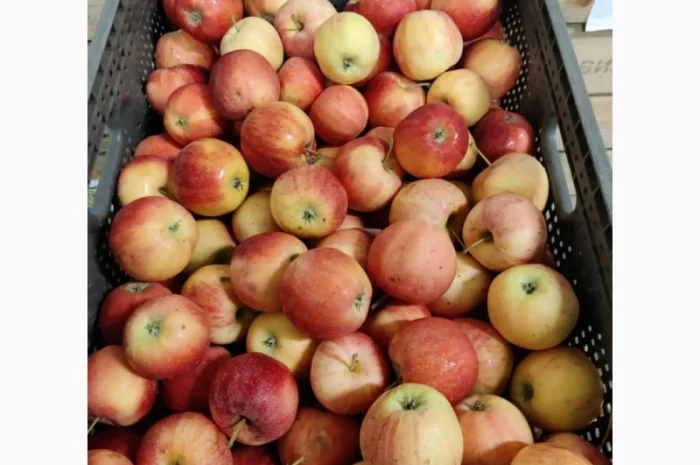 Покупаем яблоки разных сортов оптом- фото № 10