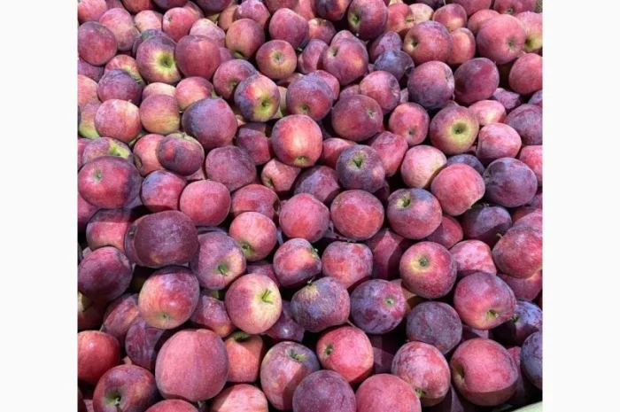 Продам яблоки от произодителя несколько сортов с 20 тонн- фото № 8