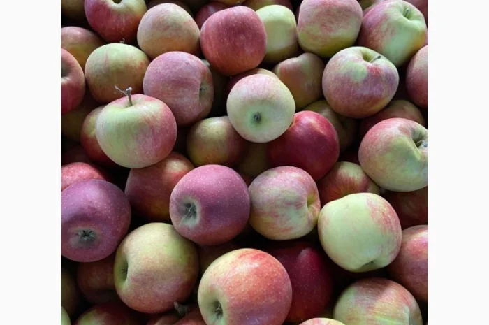 Продам яблоки от произодителя несколько сортов с 20 тонн- фото № 10