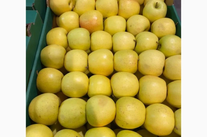 Продаж яблук від виробника – кілька сортів, 20 тонн- фото № 1