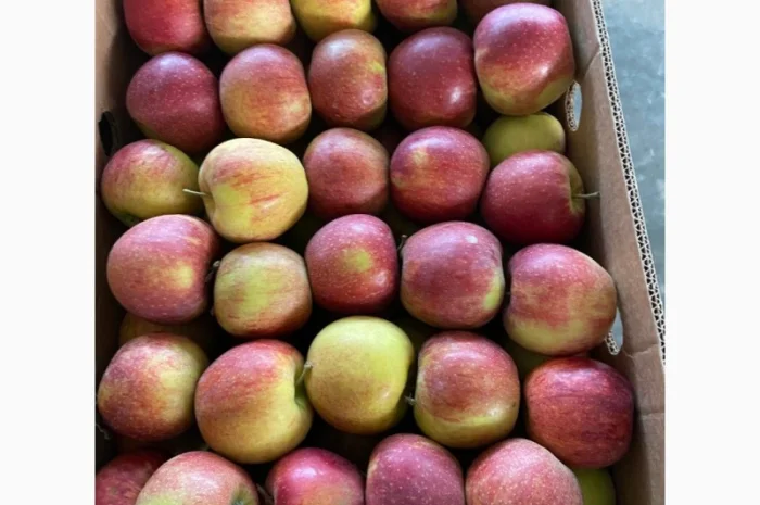 Продаж яблук від виробника – кілька сортів, 20 тонн- фото № 2