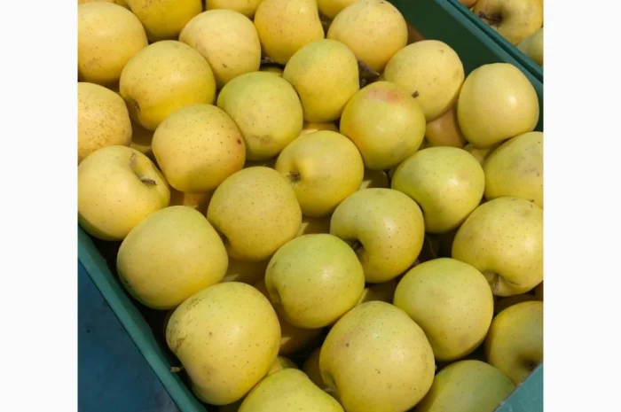 Продаж яблук від виробника – кілька сортів, 20 тонн- фото № 3