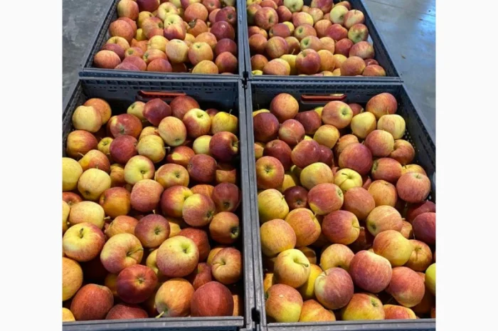 Продаж яблук від виробника – кілька сортів, 20 тонн- фото № 4