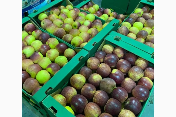 Продаж яблук від виробника – кілька сортів, 20 тонн- фото № 5