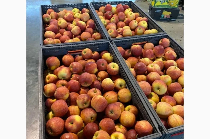 Продаж яблук від виробника – кілька сортів, 20 тонн- фото № 6