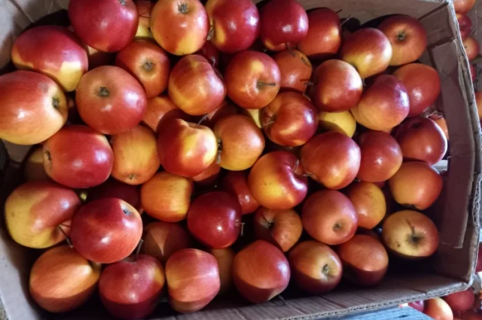 Яблуко сорту Горець- фото № 1