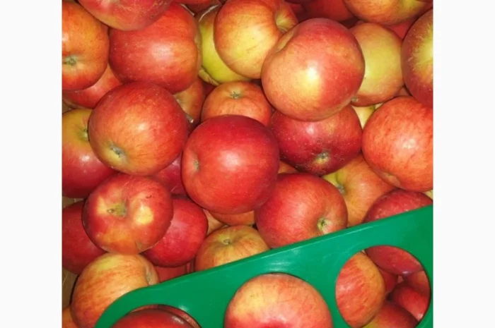 Продам яблоки де кілька сортів з 5 тонн- фото № 2