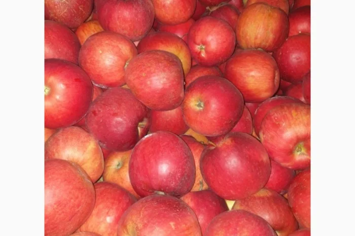 Продам яблоки де кілька сортів з 5 тонн- фото № 3