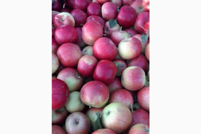 Продаж яблук кількох сортів від постачальника, від 5 тонн- фото № 1