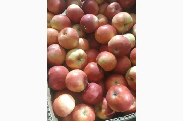 Продаж яблук кількох сортів від постачальника, від 5 тонн- фото № 2
