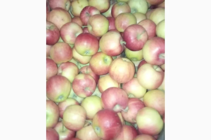 Продаж яблук кількох сортів від постачальника, від 5 тонн- фото № 4
