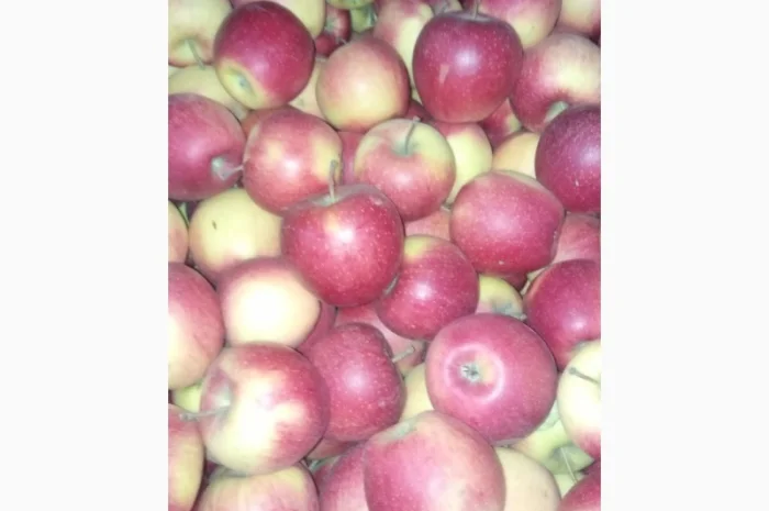 Продаж яблук кількох сортів від постачальника, від 5 тонн- фото № 5
