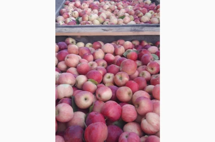 Продаж яблук кількох сортів від постачальника, від 5 тонн- фото № 6