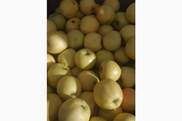 Продаж яблук кількох сортів від постачальника, від 5 тонн- фото № 7