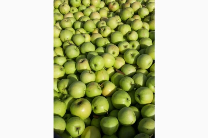 Продаж яблук кількох сортів від постачальника, від 5 тонн- фото № 8