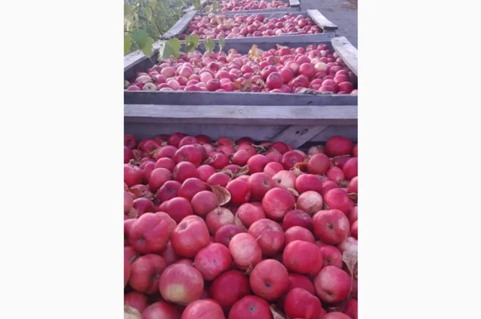 Продаж яблук кількох сортів від постачальника, від 5 тонн- фото № 9
