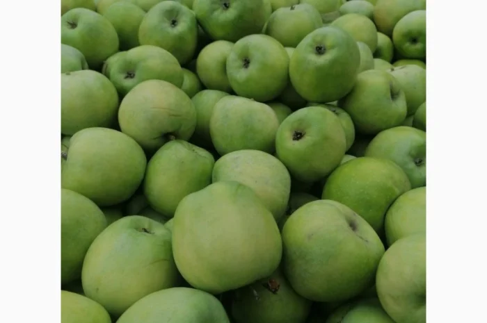 Продаж яблук кількох сортів від постачальника, від 5 тонн- фото № 11