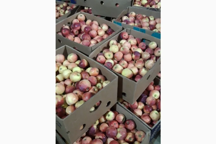Продаж яблук кількох сортів від постачальника, від 5 тонн- фото № 12