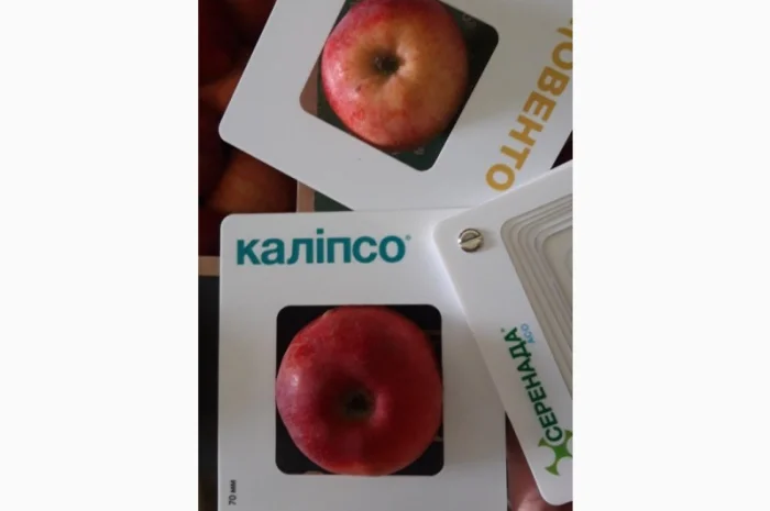 Продам яблоки несколько сортов от поставщика с 5 тонн. По Украине и на экспорт- фото № 8