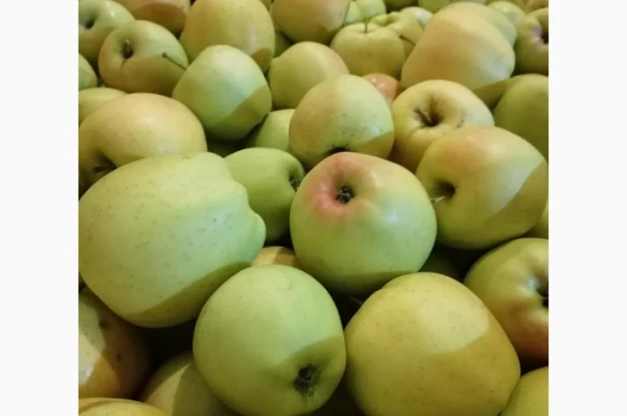 Продам яблоки несколько сортов от поставщика с 5 тонн. По Украине и на экспорт- фото № 11