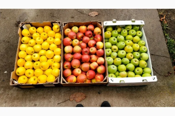 Яблука гуртом від фермерського господарства для вашого бізнесу- фото № 1