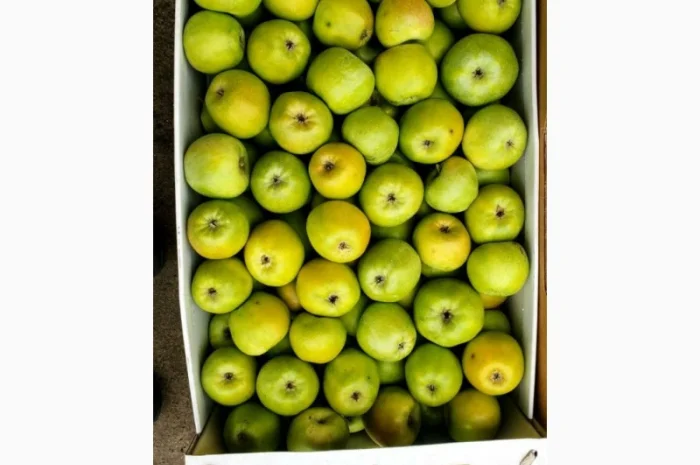 Яблука гуртом від фермерського господарства для вашого бізнесу- фото № 2