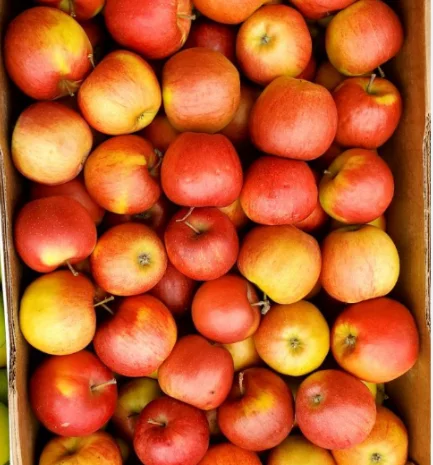 Яблука на переробку- фото № 3