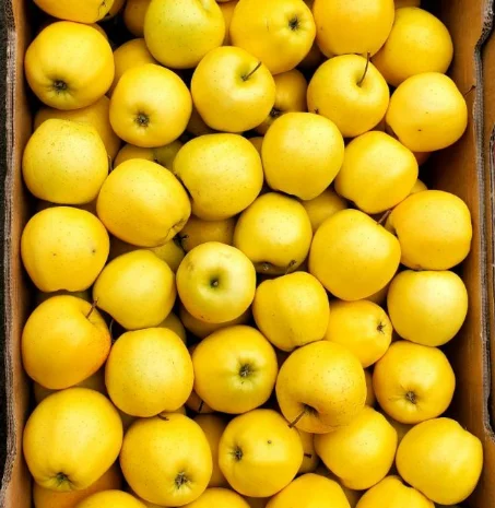 Яблоки оптом. Айдарет- фото № 3