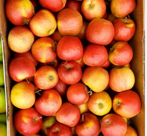 Яблоки оптом. Айдарет- фото № 1