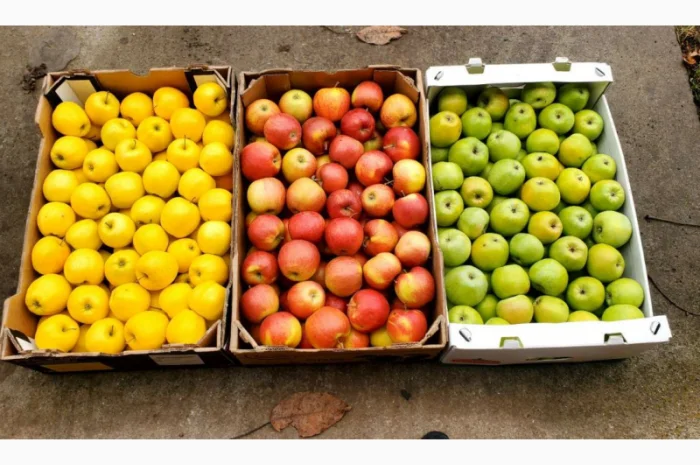 Яблоки оптом. Айдарет- фото № 2